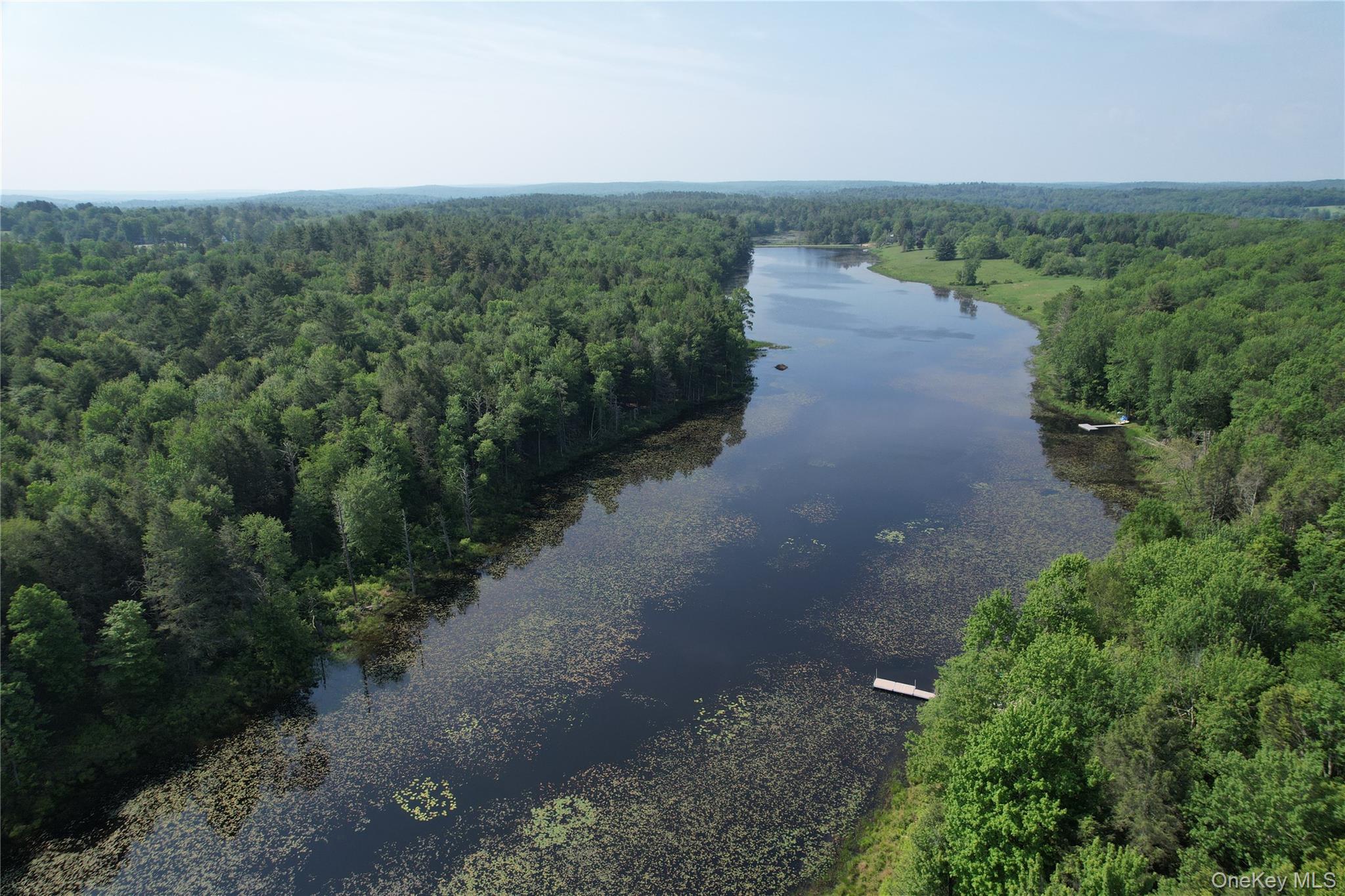 Bird's eye view of a forest and a nearby body of water