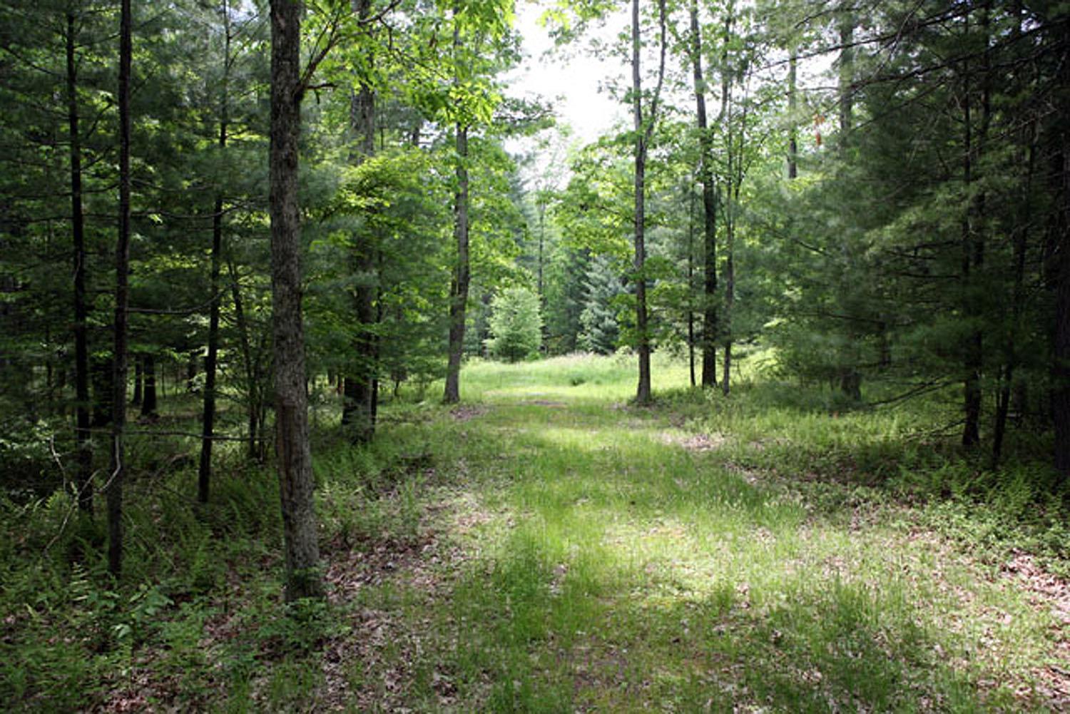 View of local wildernessDriveway to building site  featuring a forest view