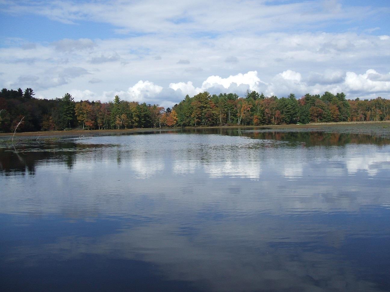 Water view featuring a heavily wooded area