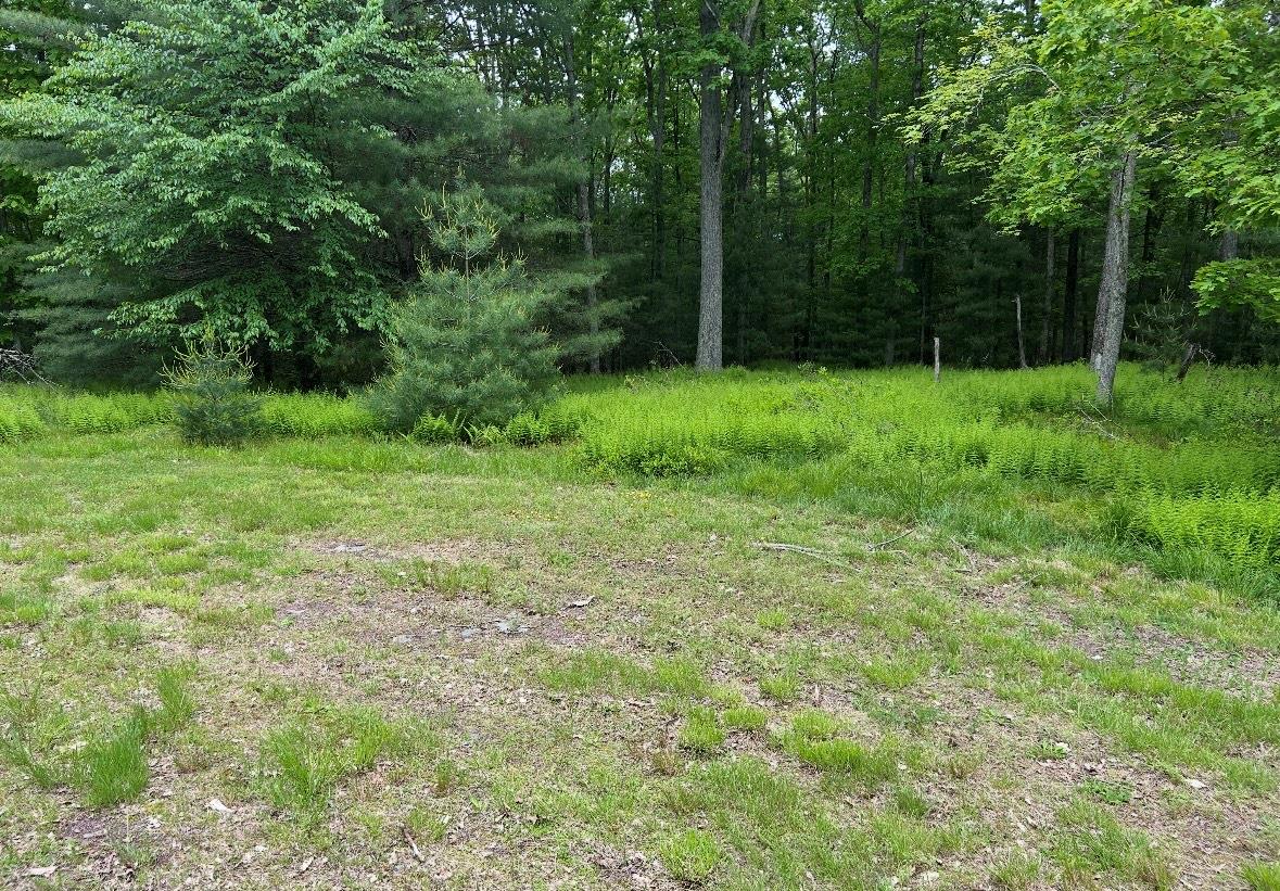 View of tree filled area