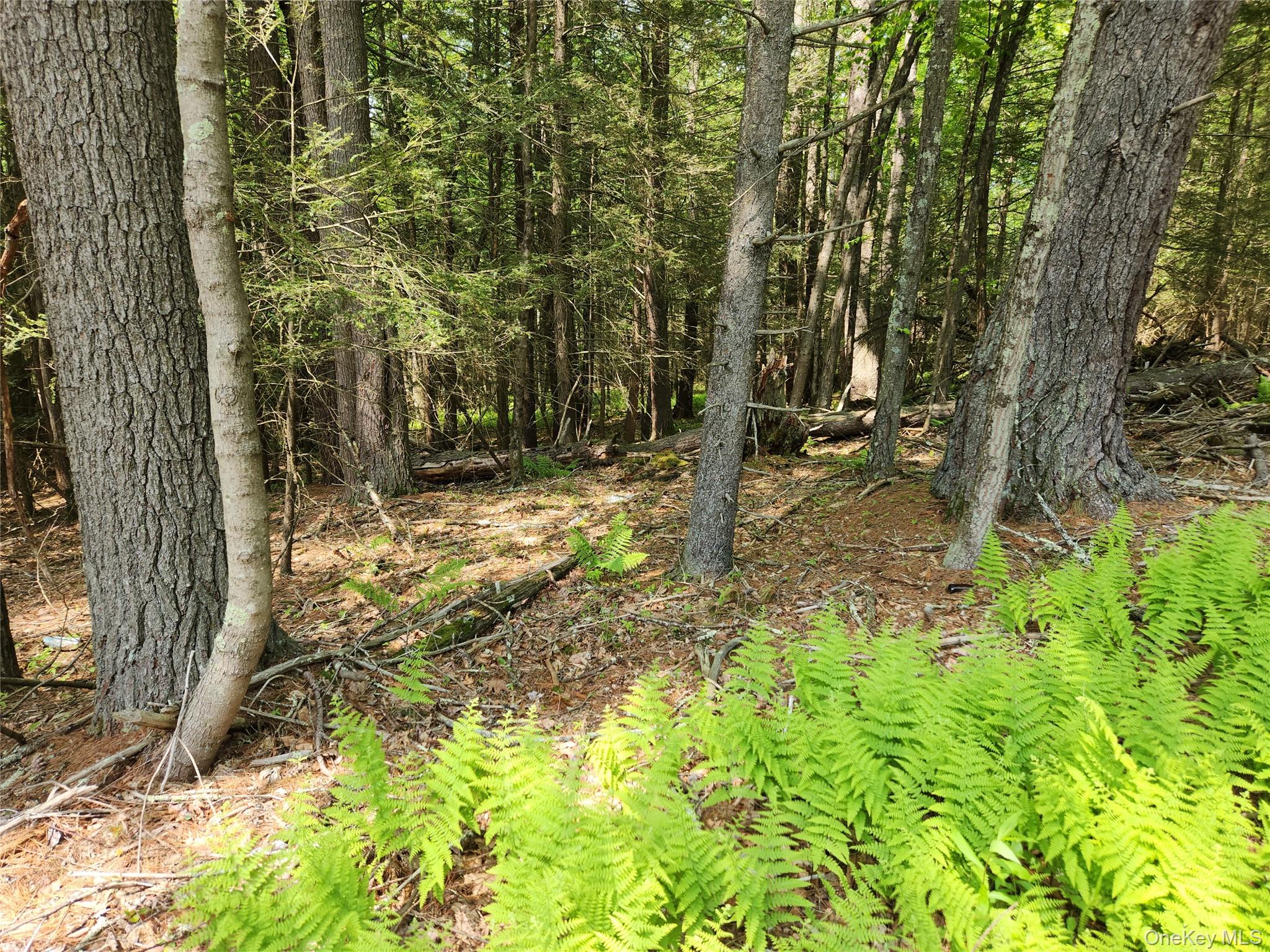View of undeveloped land