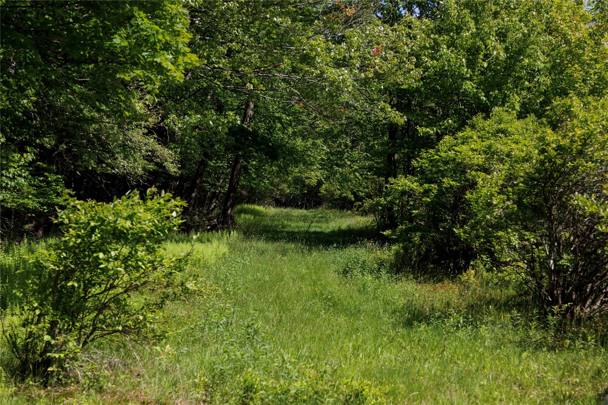 View of wooded area