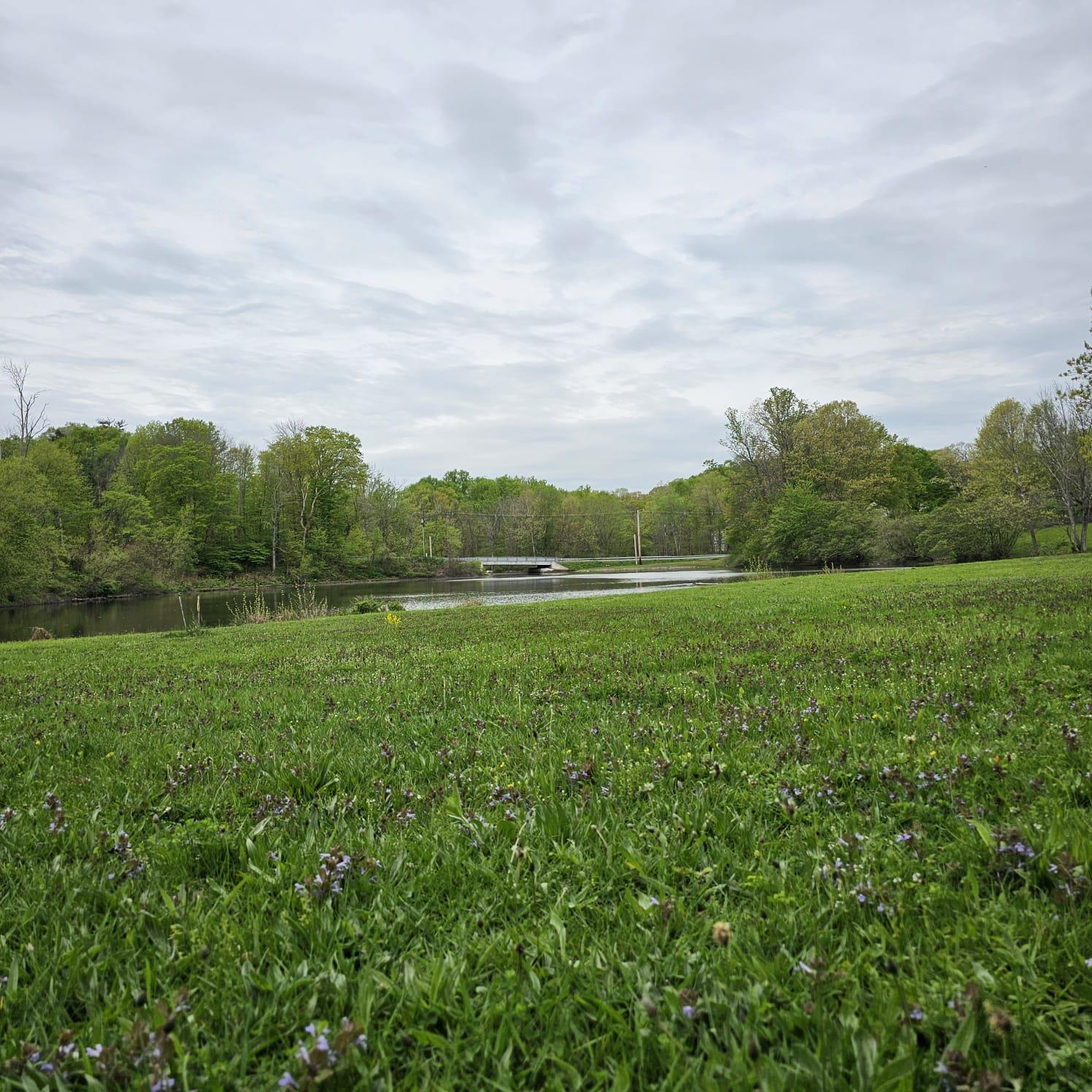View of yard with a water view and a view of trees