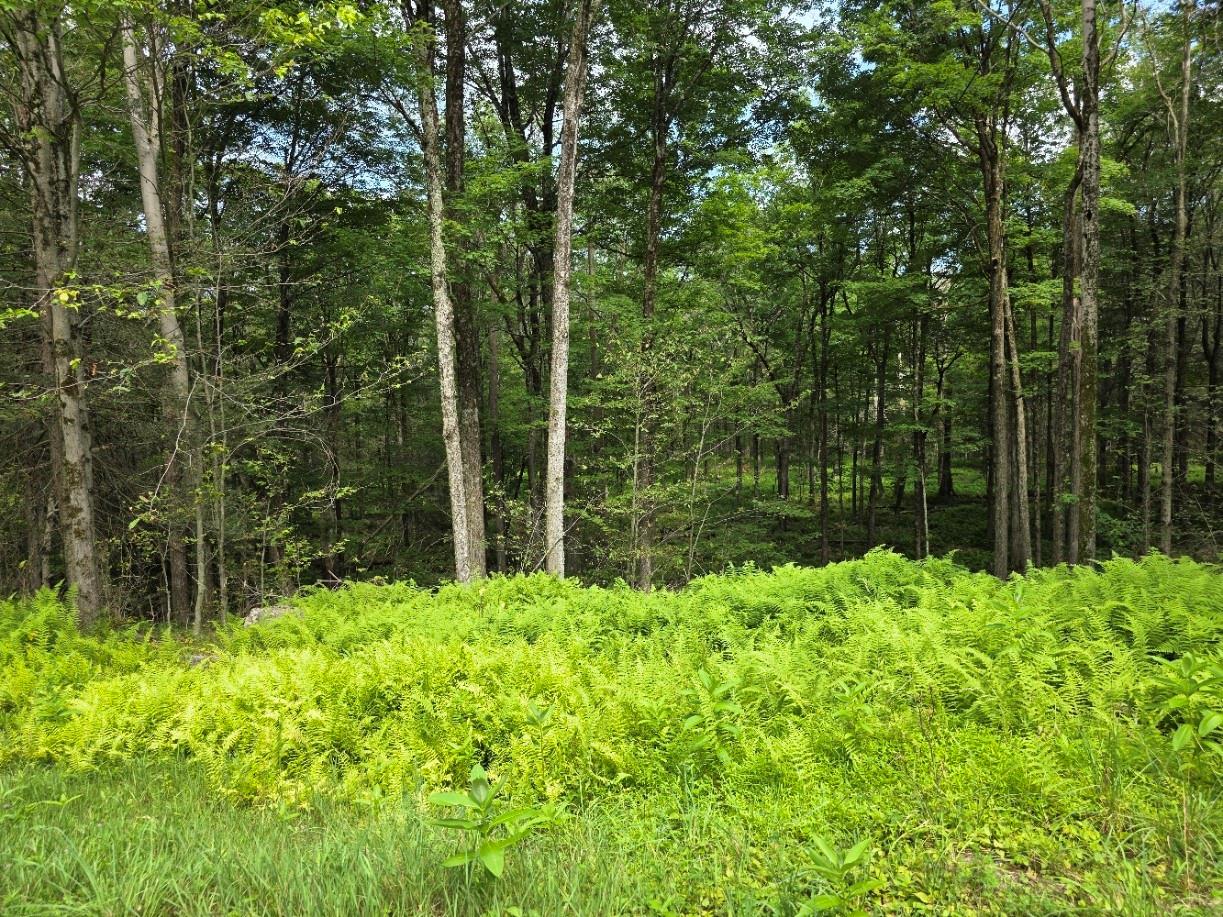 View of wooded area