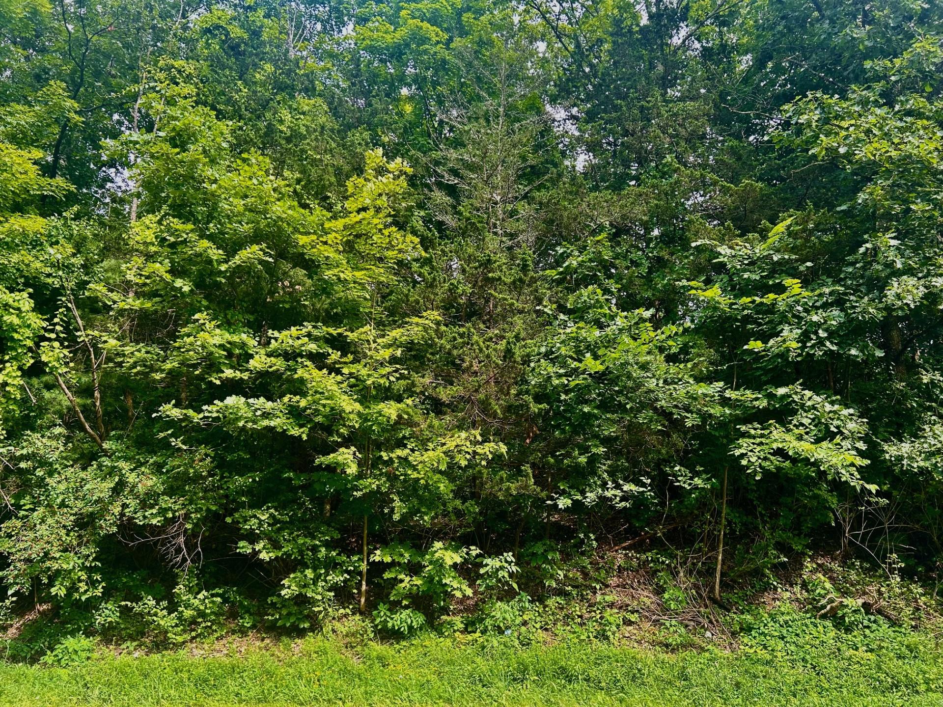 View of wooded area