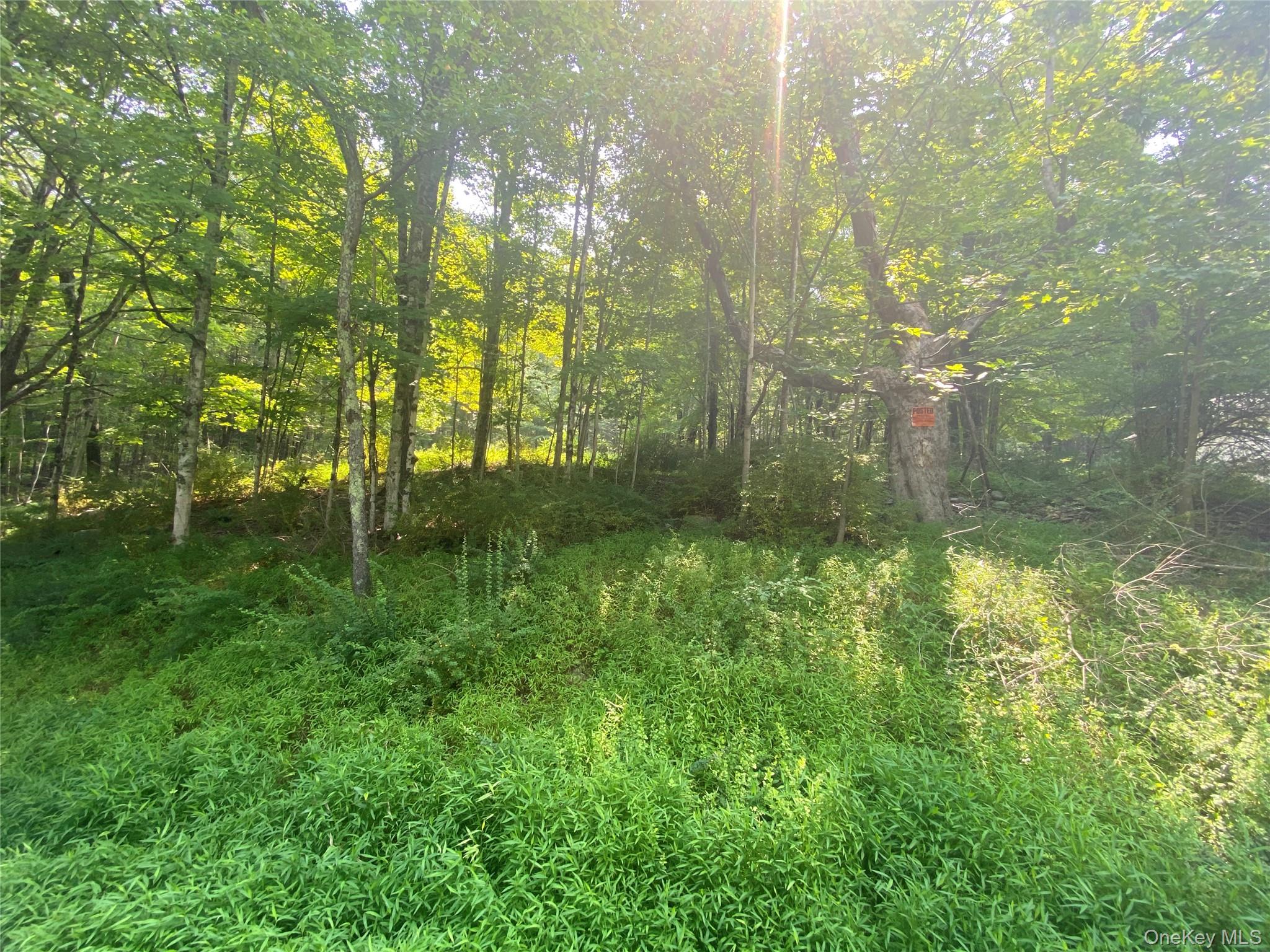 View of woods