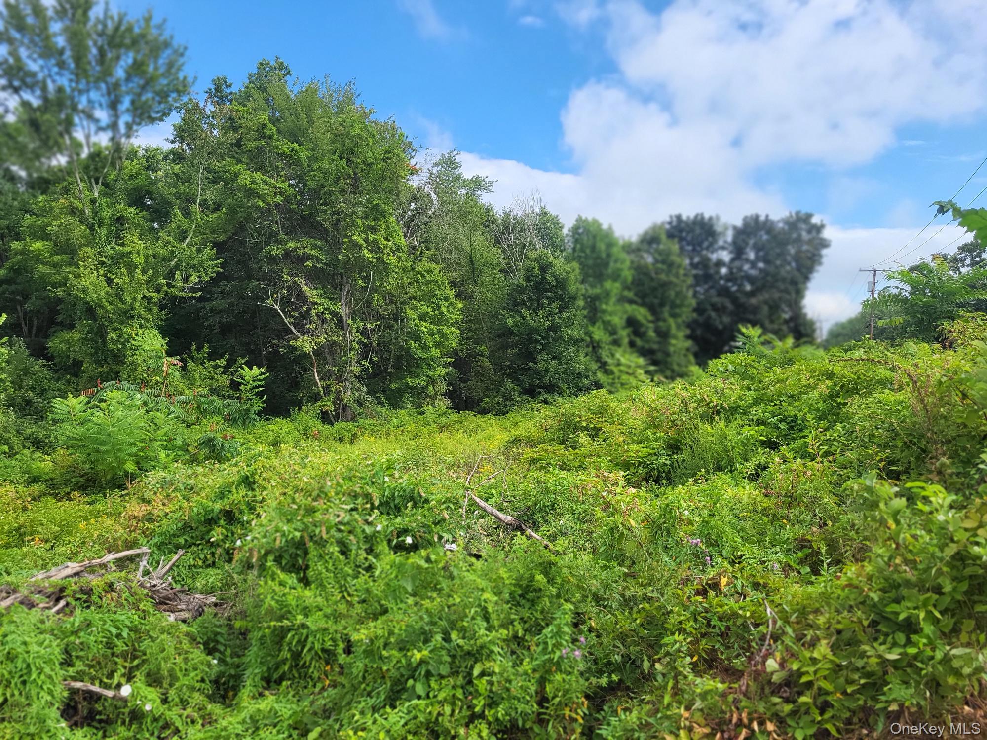 View of woods