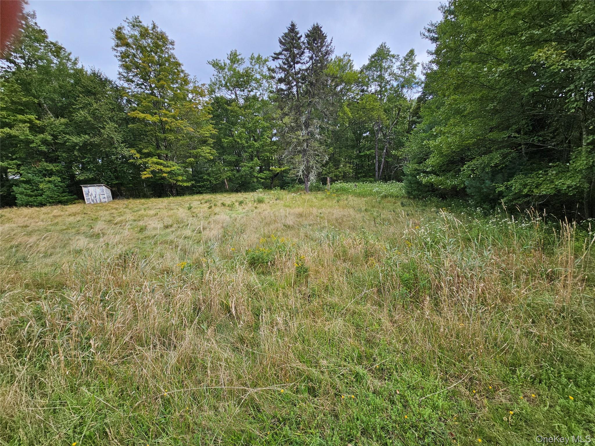 View of tree filled area