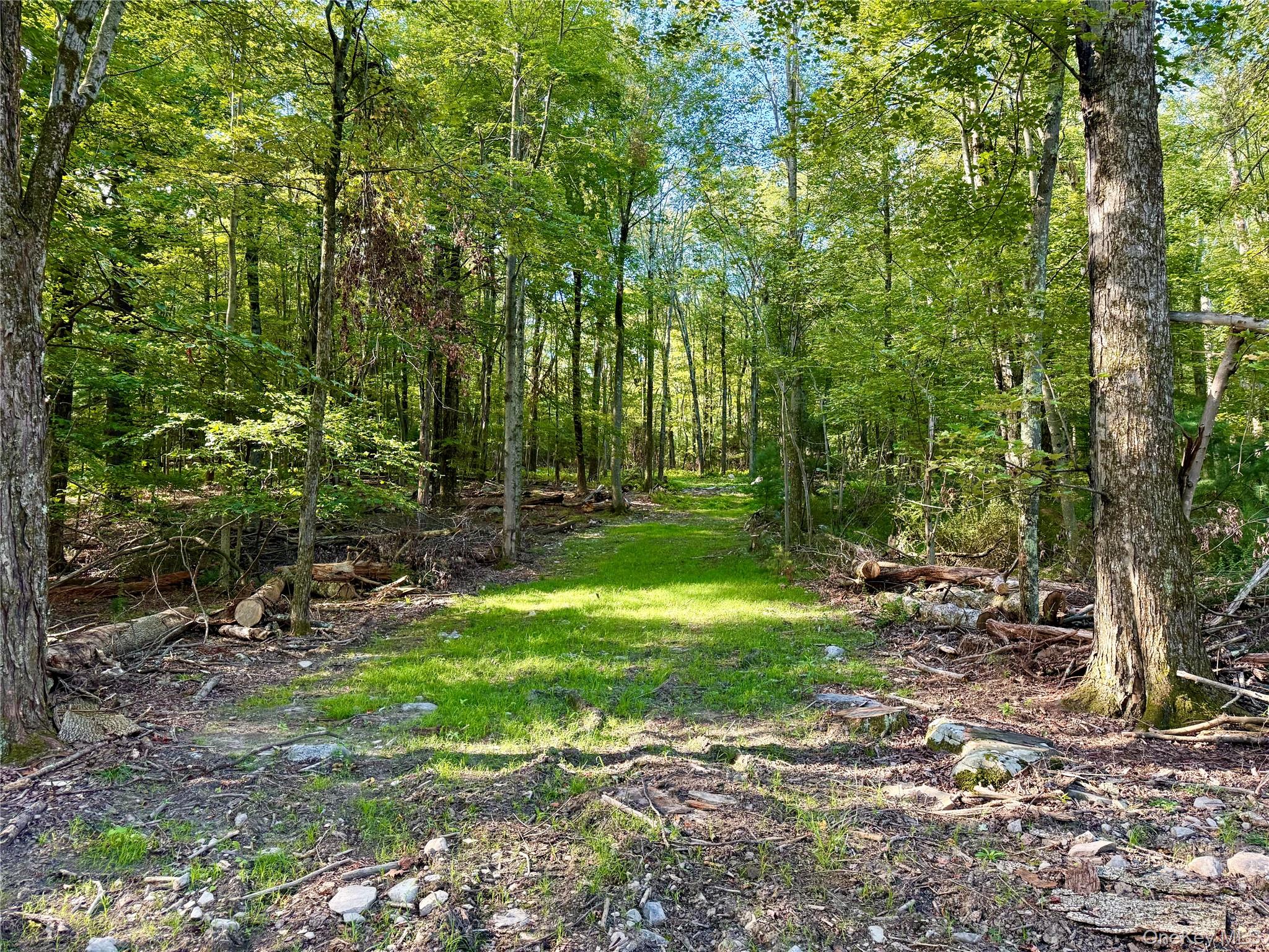 View of woods