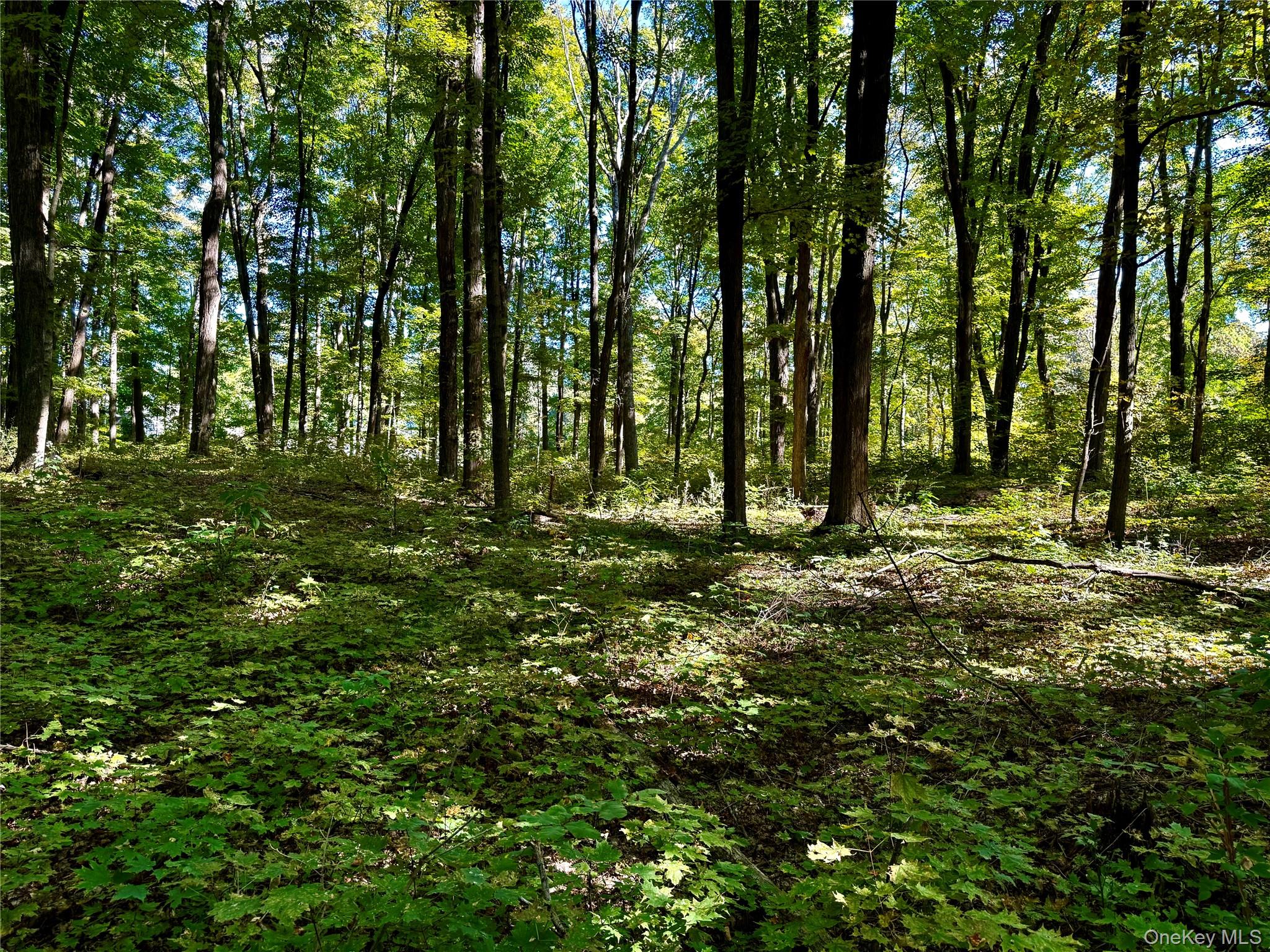 View of wooded area