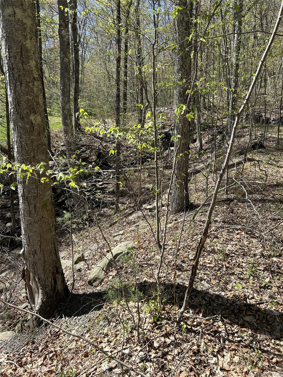 View of nature