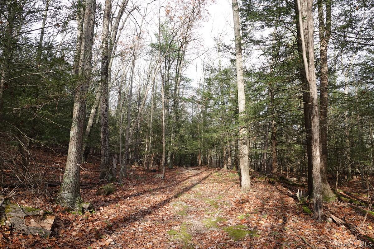 View of woods