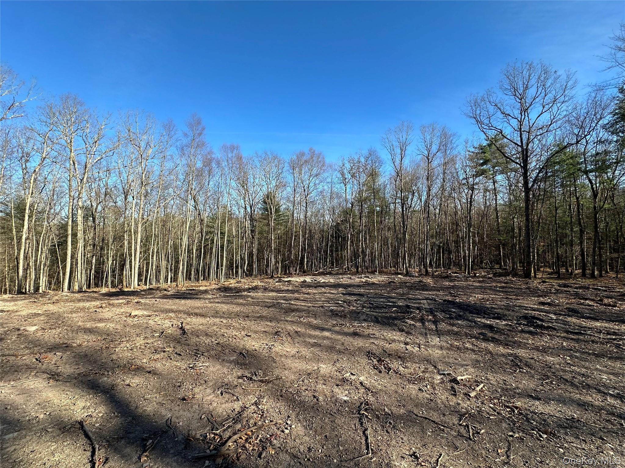 View of local wilderness