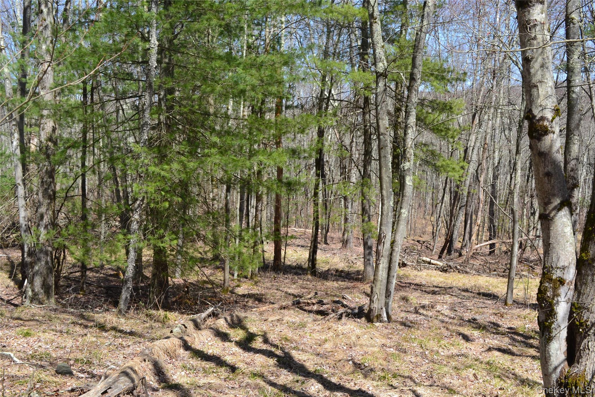 Level lightly treed lot