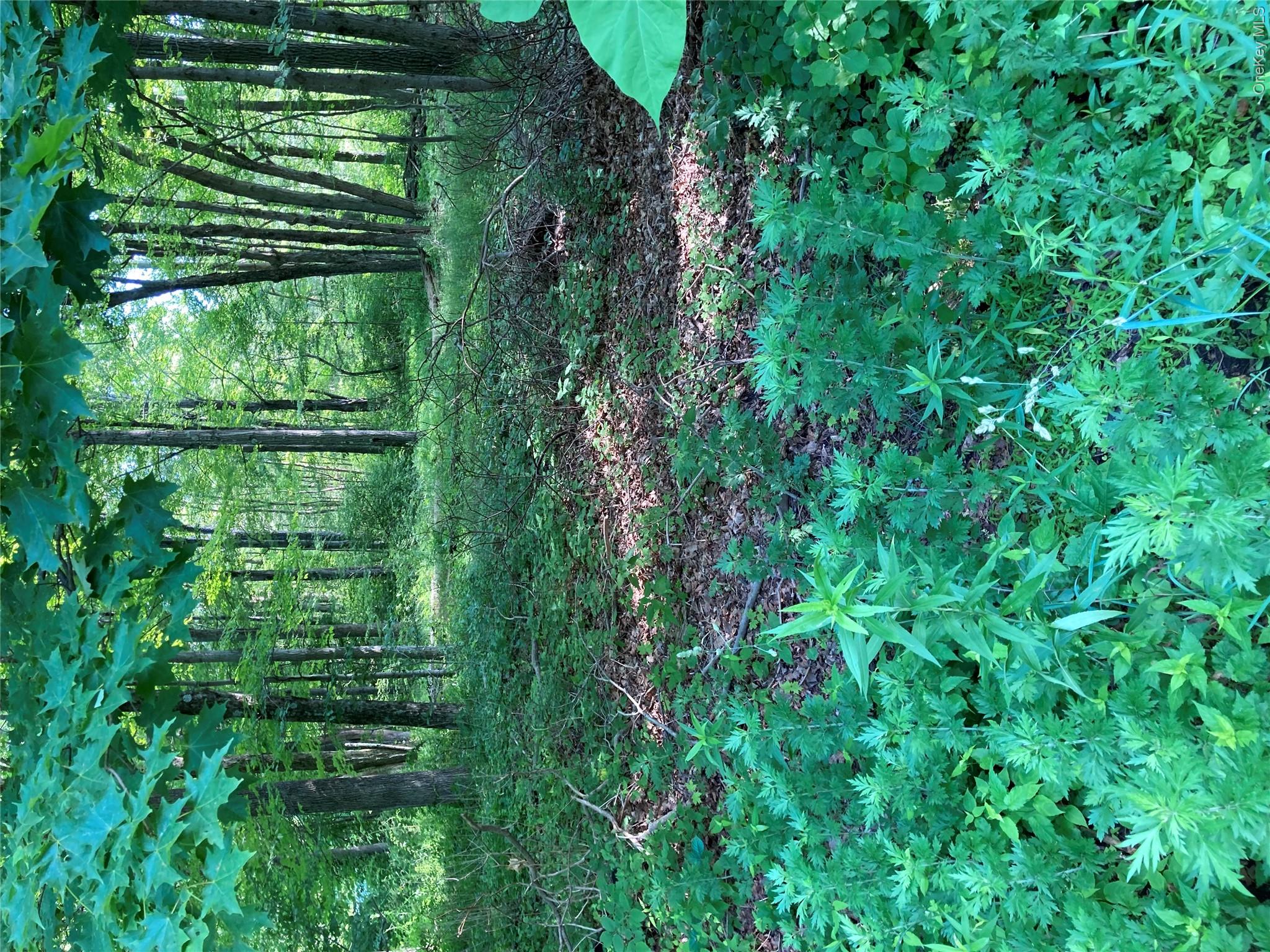 View of local wilderness