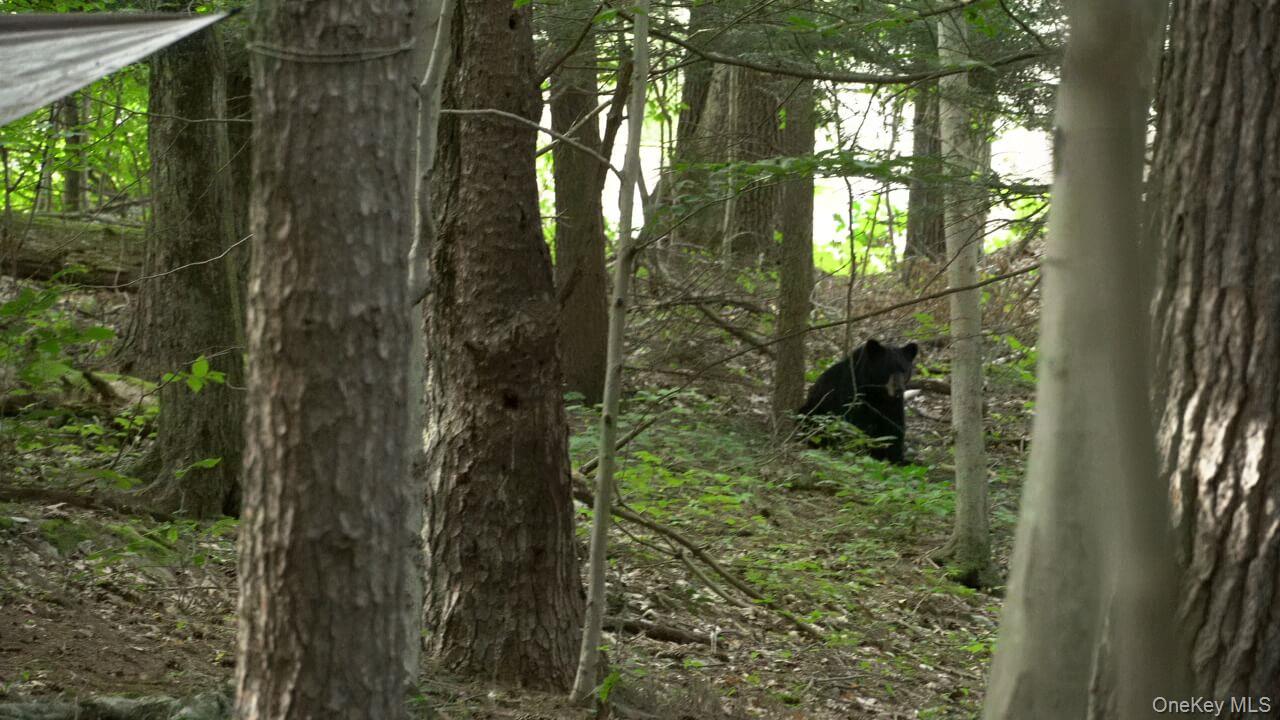 The Bear?? is free