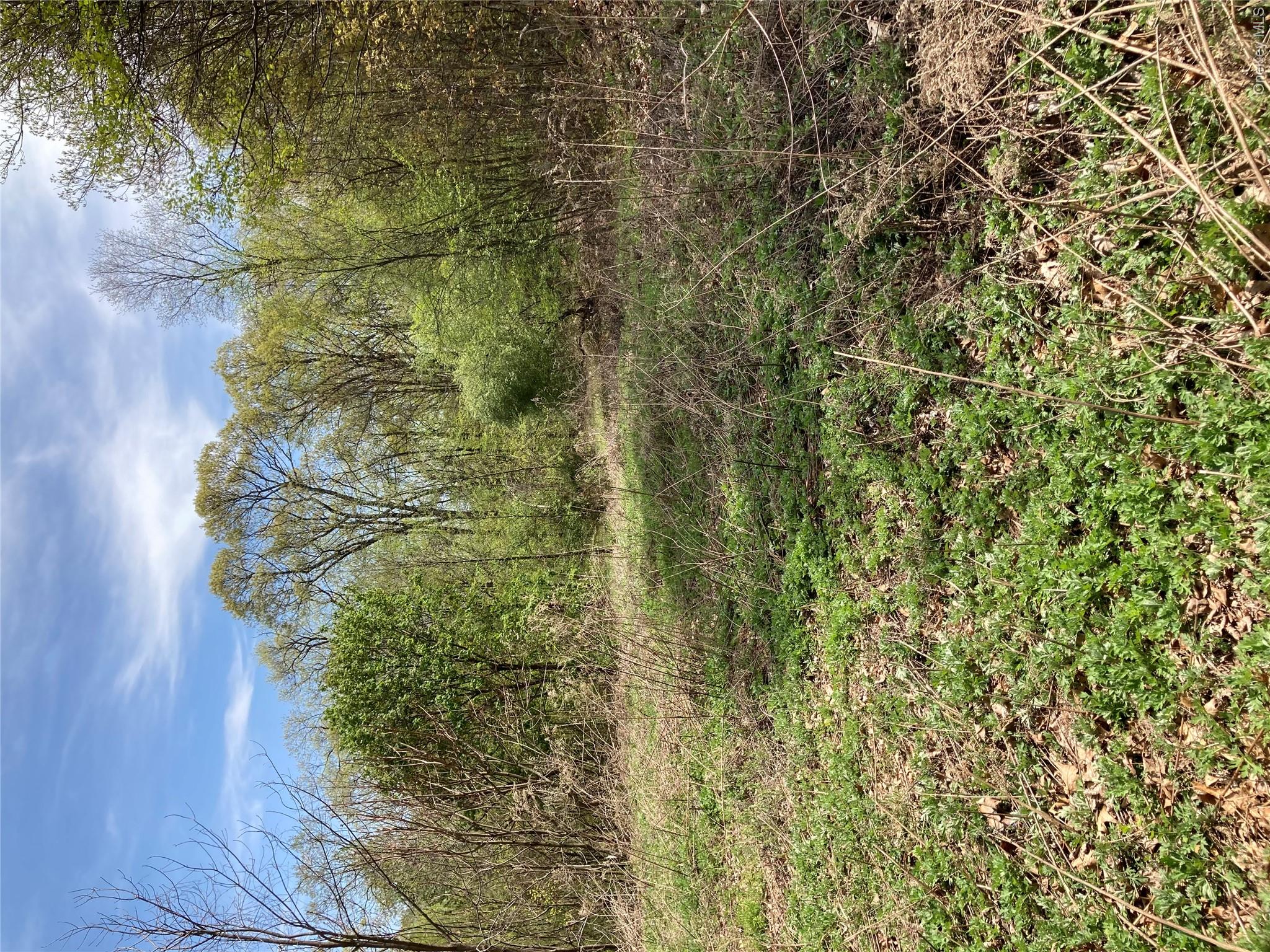 View of local wilderness