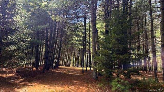 A beautiful grove surrounded by pines and hardwoods