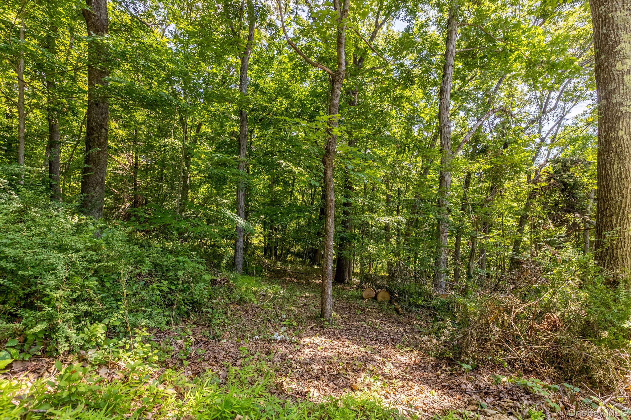 Wooded acreage featuring mature trees and natural ground cover